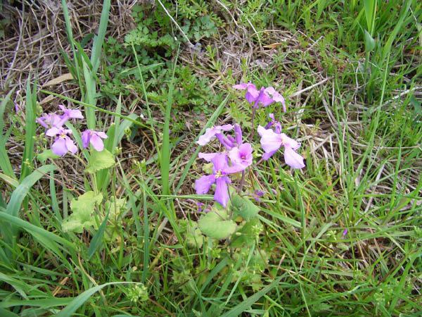 image0007