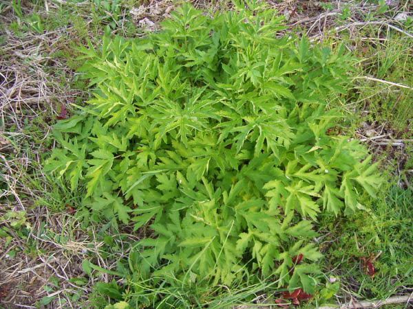 image0010