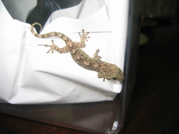image0017